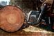 Аккумуляторная цепная пила Metabo MS 36-18 LTX BL 40 каркас 601613850 фото 6